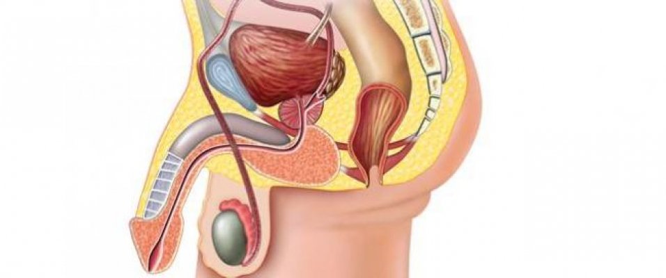 حقائق ظاهرة عن سرطان البروستات 